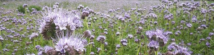 St. James South Elmham